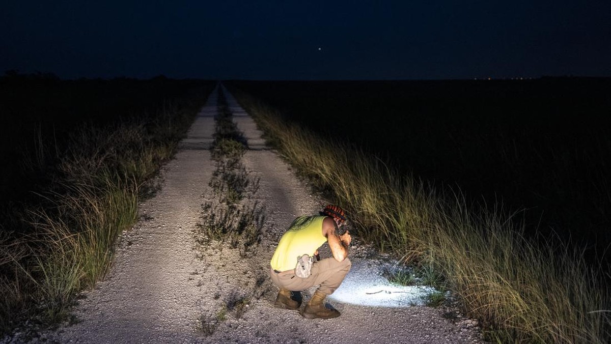 FOTO: Berburu Cuan dari Ular Sanca di Florida, AS