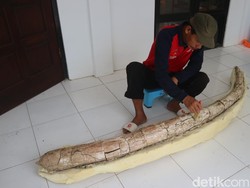 Fosil Gading Gajah 2,5 Meter Berusia Jutaan Tahun Ditemukan di Kudus