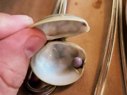 Rezeki Nomplok! Pria Ini Temukan Mutiara Ungu Langka Saat Makan di Restoran