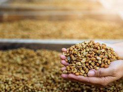 7 Negara Ini Tercatat Sebagai Penghasil Kopi Terbesar Tahun 2021