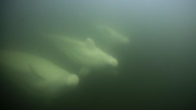 FOTO: Teluk Hudson Jadi Tempat Berlindung Musim Panas Ribuan Beluga