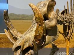 Misteri Babi Bertaring 4 yang Mejeng di Museum Geologi Bandung