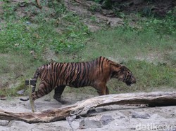 Ditangkap Mangsa Ternak Warga, Harimau Lhokbe Dilepas ke Gunung Leuser