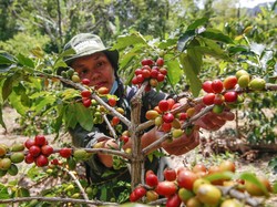 Produksi Kopi di Sumut Capai 1.000 Ton per Bulan