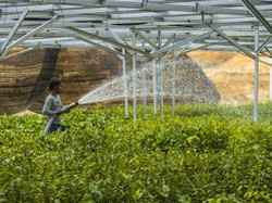 Lahan Tidur Milik Negara Disulap Jadi Kawasan Produksi Pangan