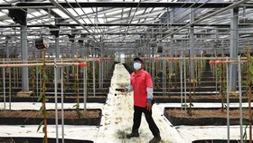 FOTO: Mengintip Pertanian Vanila dengan Panel Surya di Taiwan