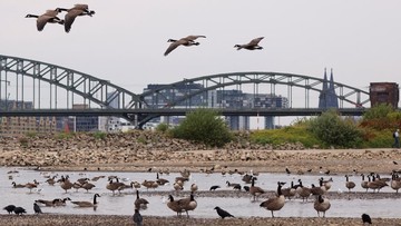 Sungai Rhine Semakin Surut di Tengah Gelombang Panas Eropa