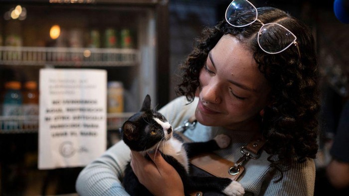 img-title Kamu Sudah Tahu? Manusia Ternyata Bisa Mengajak Kucing Berkomunikasi, Ini Caranya Menurut Para Ilmuwan!