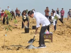 Food Estate Jokowi Tambah Banyak, Terbaru Lumbung Pangan Mangga di Gresik