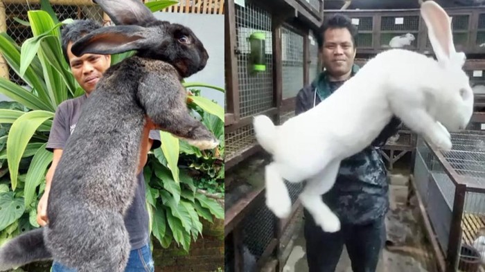 Ini Potret Kelinci Raksasa Asal Eropa yang Ada di Bandung, Berapa Harga untuk Milikinya?