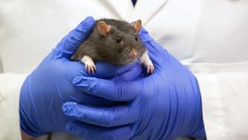 Seperti Manusia, Tikus juga Suka Latah Menggaruk