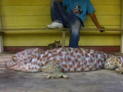 Viral di Facebook Tokek Rp 1T Panjang 1 Meter, Ilmuwan Bilang Penipuan