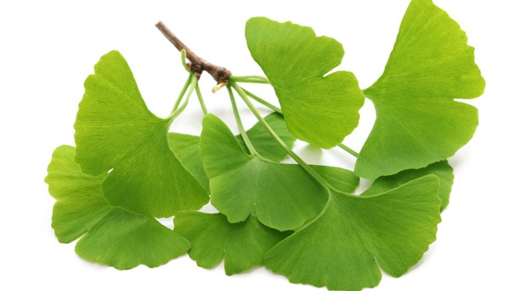 ginkgo biloba leaves isolated on white background