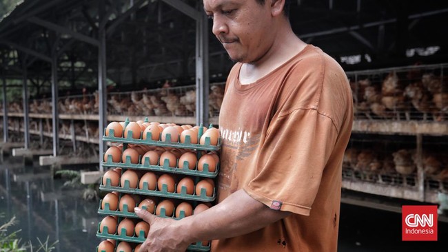 Pasokan telur relatif aman di tengah lonjakan harga yang tembus di atas Rp30 ribu per kg.