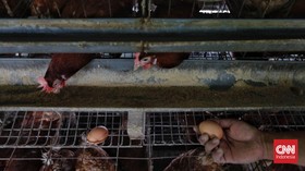 Pakan Ayam Naik, Harga Telur di Gowa Sentuh Rp60 Ribu per Rak