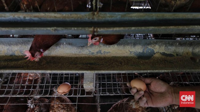 Harga telur ayam di kabupaten Gowa, Sulawesi Selatan melonjak menjadi Rp60 ribu per rak dipicu oleh kenaikan pakan ayam.