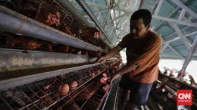 Harga Telur di Pasar Masih di Atas Rp30 Ribu Per Kg dalam Sepekan