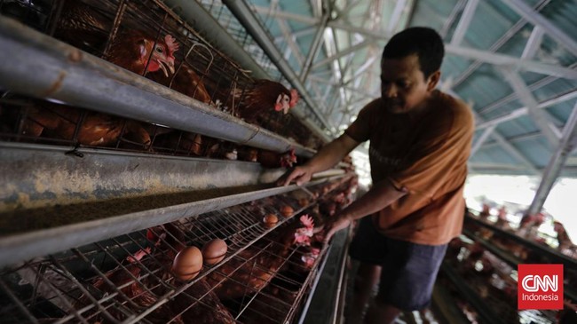 Harga telur masih bertahan di atas Rp30 ribu per kilogram (kg) dalam sepekan terakhir.