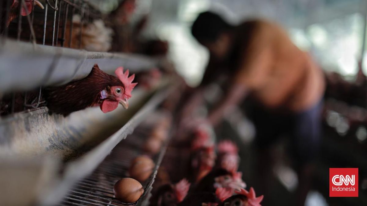 Danantara Siapkan Rp20 T untuk Bangun Peternakan Ayam untuk Pasok MBG