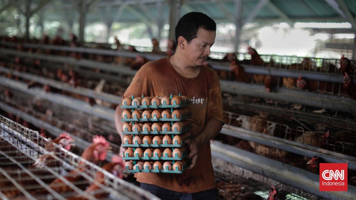 FOTO: Harga Telur Ayam Makin Mahal, Tembus Rp30 Ribu per Kg