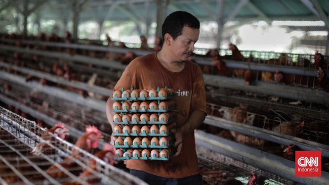 Peternak menyebut lonjakan harga telur belakangan ini terjadi akibat kenaikan pesanan nasi bungkus bakal caleg, biaya produksi dan program bansos.