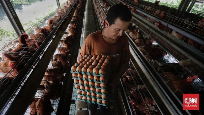 Menteri Perdagangan Zulkifli Hasan menargetkan harga telur ayam turun ke Rp28 ribu per kilogram (kg) di akhir September 2022.