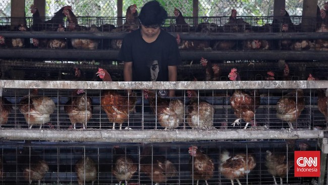Peternak unggas mengeluhkan harga ayam hidup di kelas kandang (livebird) anjlok sejak libur Natal 2022 menjadi Rp15 ribu per kilogram.
