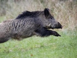 Babi Dikonsumsi di Timur Tengah Ribuan Tahun Sebelum Masehi, Ini Sejarahnya