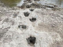 Sungai Texas Mengering, Jejak Kaki Dinosaurus Berusia 113 Juta Tahun Muncul Lagi