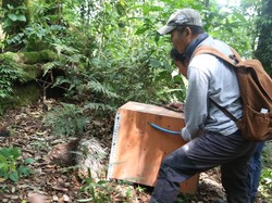 BKSDA Jogja Lepasliarkan 16 Ekor Landak Jawa di Kawasan Merapi