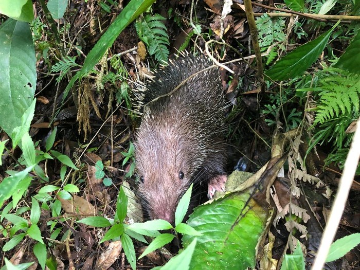 Pelepasliaran landak jawa di TN Gunung Merapi.