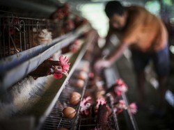 Jerit Peternak Ayam, Terpaksa Naikkan Harga Telur karena Pakan Mahal