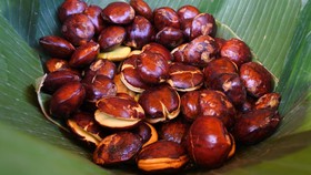 Menguak Misteri: Kenapa Jengkol Itu Bau?
