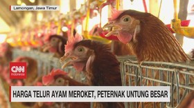 VIDEO: Harga Telur Meroket, Peternak Untung Besar