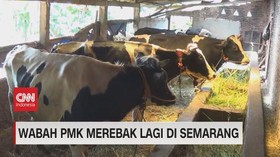 VIDEO: Wabah PMK Merebak Lagi di Semarang