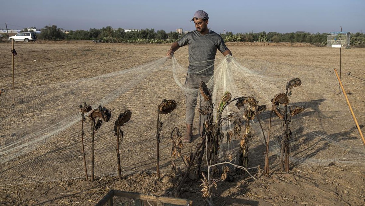 FOTO: Berburu Cuan dari Burung Parkit di Perbatasan Gaza