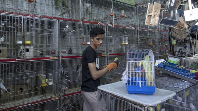 FOTO: Berburu Cuan dari Burung Parkit di Perbatasan Gaza