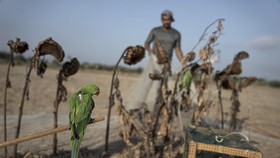 FOTO: Berburu Cuan dari Burung Parkit di Perbatasan Gaza