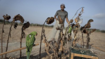 img-title FOTO: Berburu Cuan dari Burung Parkit di Perbatasan Gaza