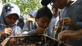 FOTO: Madu Linot, Si Manis dari Lebah yang Tak Menyengat di Aceh