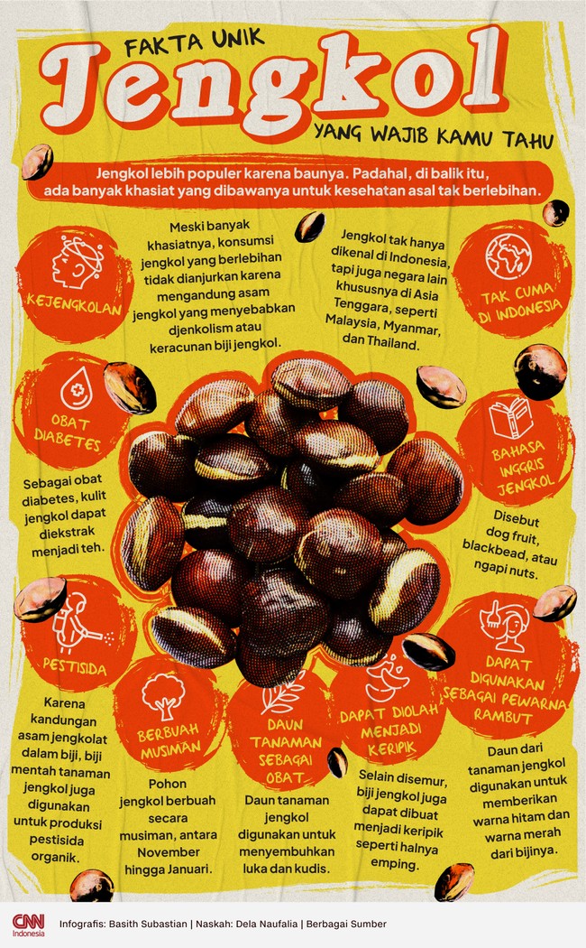 Dibalik baunya yang menyengat, jengkol punya banyak khasiat kesehatan, asalkan tidak dikonsumsi berlebihan.