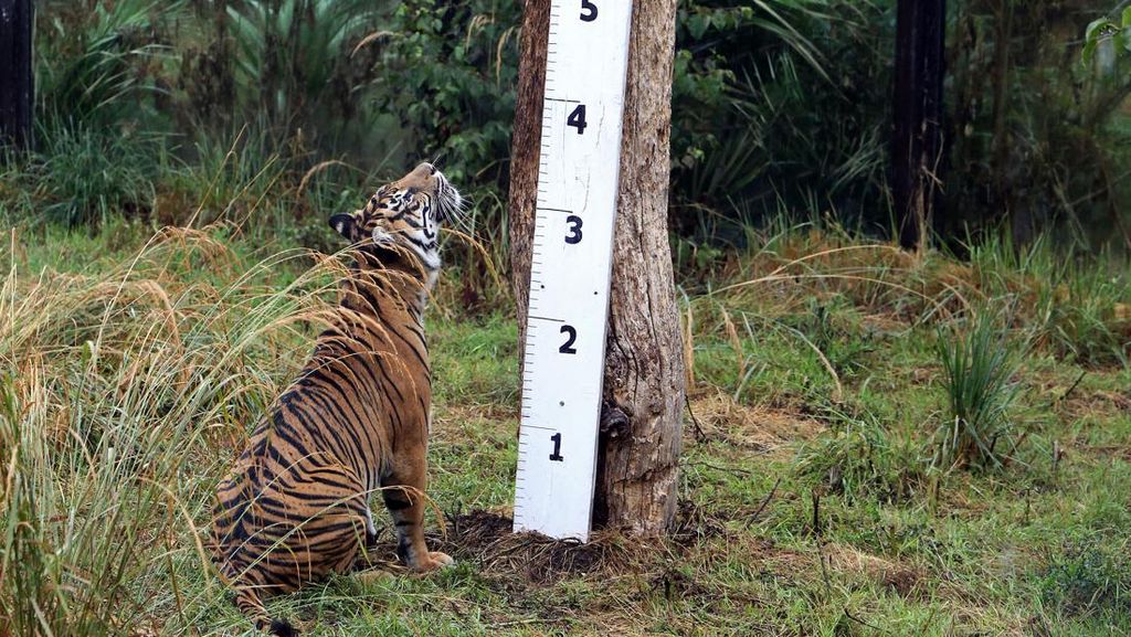 London Zoo Bakal Izinkan Pengunjung Lihat Langsung Operasi Hewan