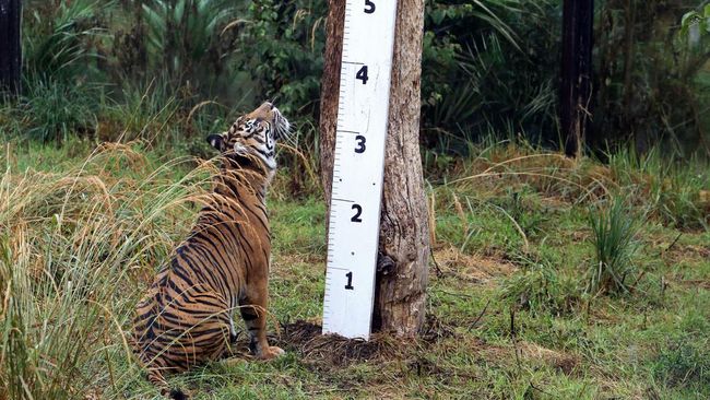 Proyek pusat medis mutakhir di London Zoo terwujud berkat donasi sebesar 20 juta pound sterling atau sekitar Rp473 miliar dari seorang donatur rahasia.
