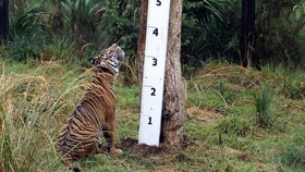 London Zoo Bakal Izinkan Pengunjung Lihat Langsung Operasi Hewan