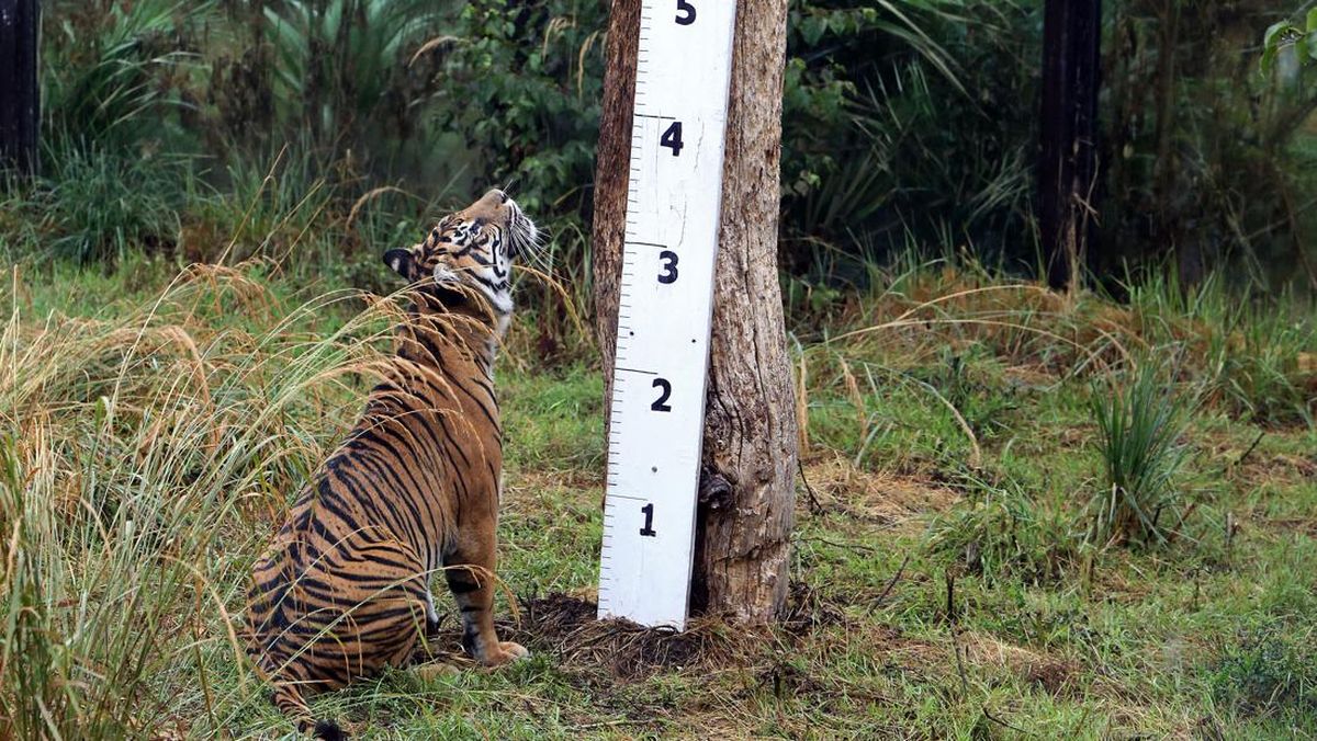 London Zoo Bakal Izinkan Pengunjung Lihat Langsung Operasi Hewan