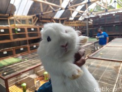 Mengenal Karakteristik Kelinci, Hewan Imut dan Lucu