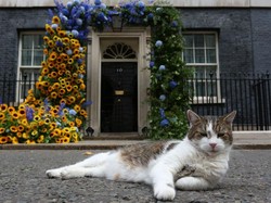 6 Fakta Larry The Cat, Kucing yang Punya Jabatan di Kantor PM Inggris