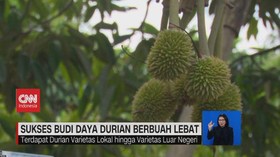 VIDEO: Sukses Budi Daya Durian Berbuah Lebat