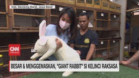 VIDEO: Besar & Menggemaskan, 