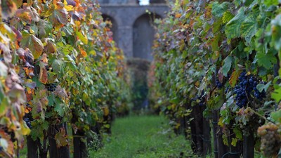 Mengintip Kebun Anggur Merah Paling Mini di Dunia Jual Wine Rp74 Juta